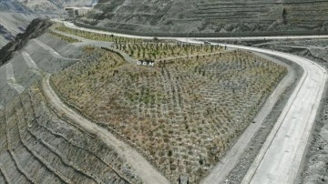 Yusufeli'nin yeni yerleşim durumunda 300 dekarlık düzlük ağaçlandırıldı